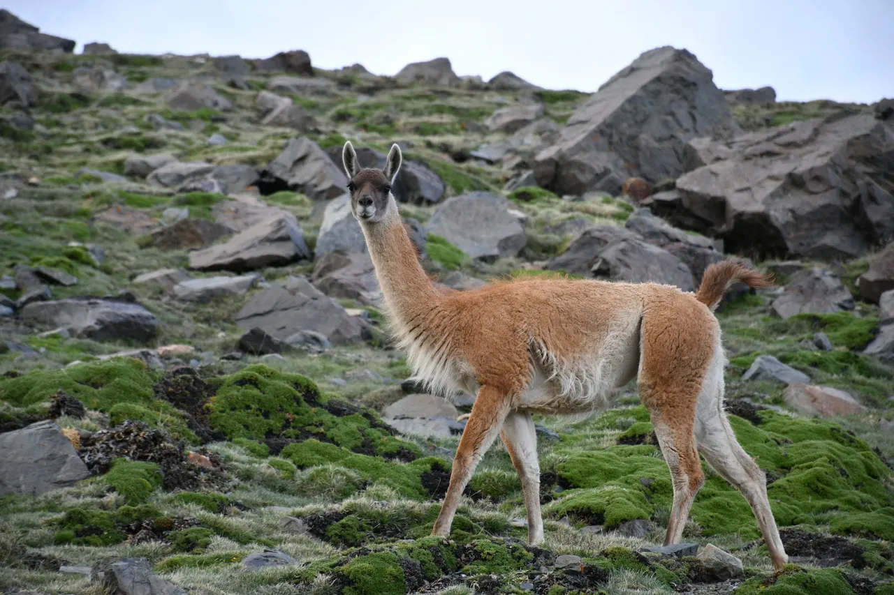 Fauna altoandina · Guanaco